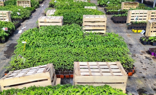 Préparez-vous à planter ! Les plants de légumes & aromatiques sont désormais disponibles à la vente. 🌱🍅, Félines, Pépinières Philippe Grange