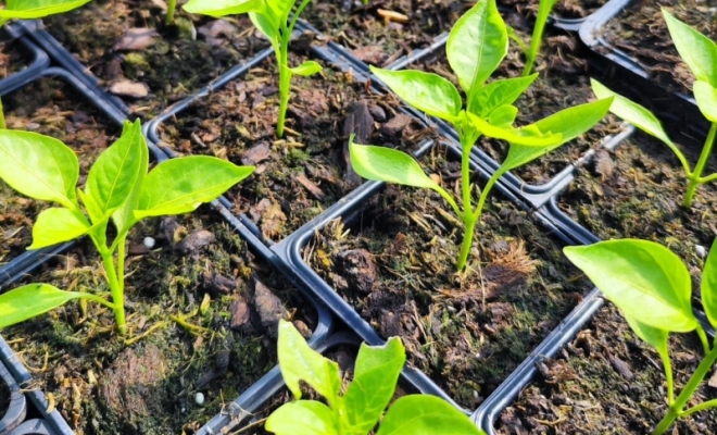 Préparez-vous à planter ! Les plants de légumes & aromatiques sont désormais disponibles à la vente. 🌱🍅, Félines, Pépinières Philippe Grange