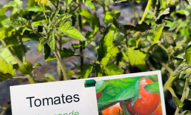 Vente de plants de légumes en Ardèche, Félines, Pépinières Philippe Grange