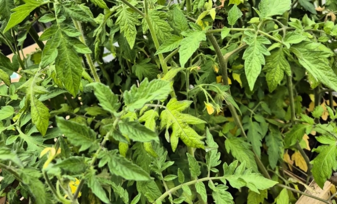 Vente de plants de légumes en Ardèche, Félines, Pépinières Philippe Grange