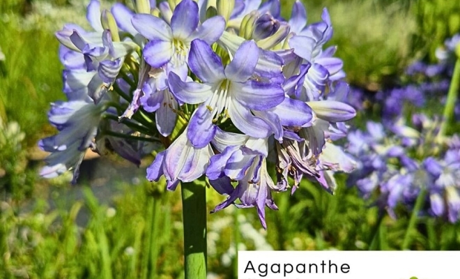 Découvrez nos nouvelles plantes d'été dans notre pépinière à Félines, Félines, Pépinières Philippe Grange