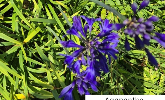 Découvrez l'Agapanthe : Un Feu d'Artifice dans Votre Jardin !, Félines, Pépinières Philippe Grange