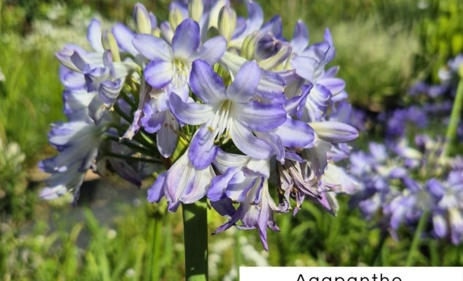 Découvrez l'Agapanthe : Un Feu d'Artifice dans Votre Jardin !, Félines, Pépinières Philippe Grange