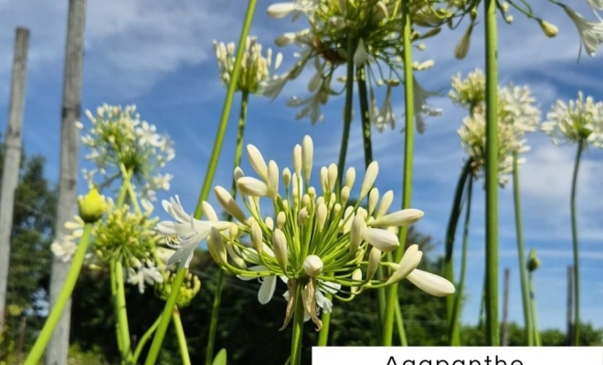 Découvrez l'Agapanthe : Un Feu d'Artifice dans Votre Jardin !, Félines, Pépinières Philippe Grange