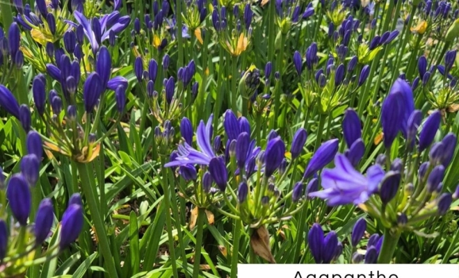 Découvrez l'Agapanthe : Un Feu d'Artifice dans Votre Jardin !, Félines, Pépinières Philippe Grange