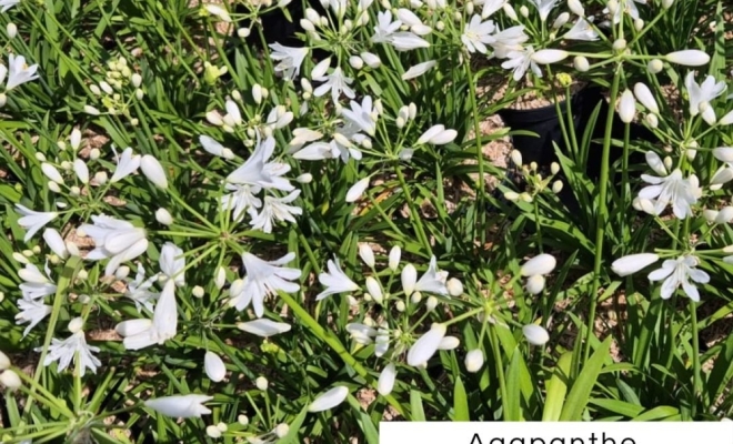 Découvrez l'Agapanthe : Un Feu d'Artifice dans Votre Jardin !, Félines, Pépinières Philippe Grange