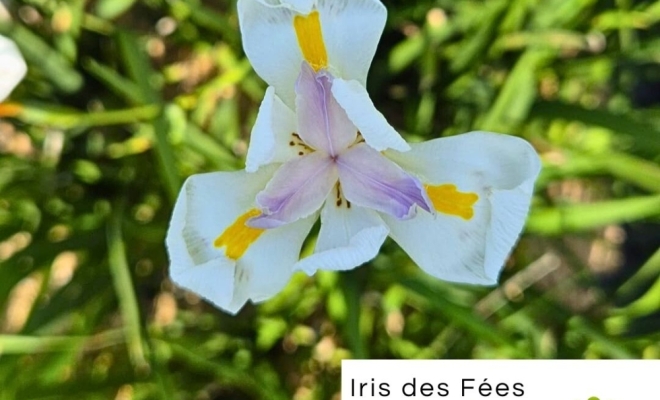 Nouveautés de l'Été aux Pépinières Grange ! 🌸, Félines, Pépinières Philippe Grange