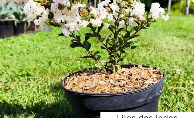 Lilas des Indes... Un Éclat de Couleurs dans Votre Jardin ! 🌸🌿, Félines, Pépinières Philippe Grange