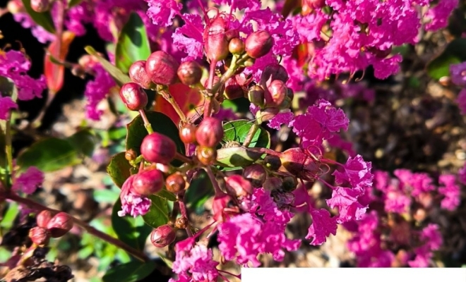 Lilas des Indes... Un Éclat de Couleurs dans Votre Jardin ! 🌸🌿, Félines, Pépinières Philippe Grange