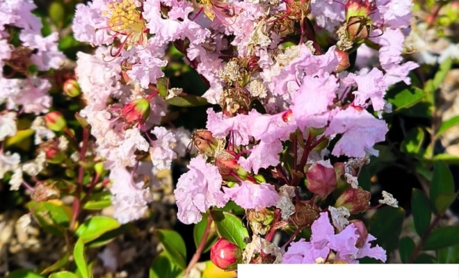 Lilas des Indes... Un Éclat de Couleurs dans Votre Jardin ! 🌸🌿, Félines, Pépinières Philippe Grange