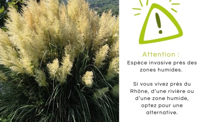 Cortaderia Selloana : L'Herbe de la Pampa, une ambiance bohème au jardin, Félines, Pépinières Philippe Grange