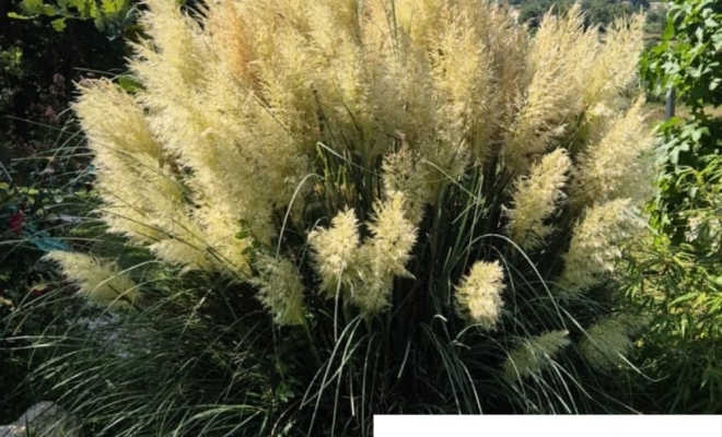 Cortaderia Selloana : L'Herbe de la Pampa, une ambiance bohème au jardin, Félines, Pépinières Philippe Grange